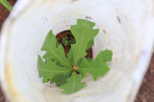 Shumard oak growing in protective tree tube