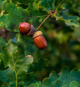 acron-in-tree