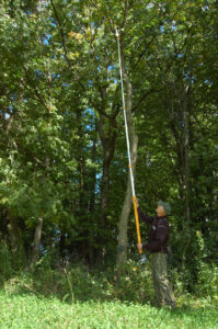 clearing-branches-from-treestand