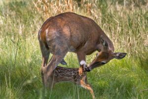 whitetail-genetics