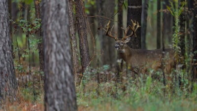 genetic-facts-about-whitetail-antlers