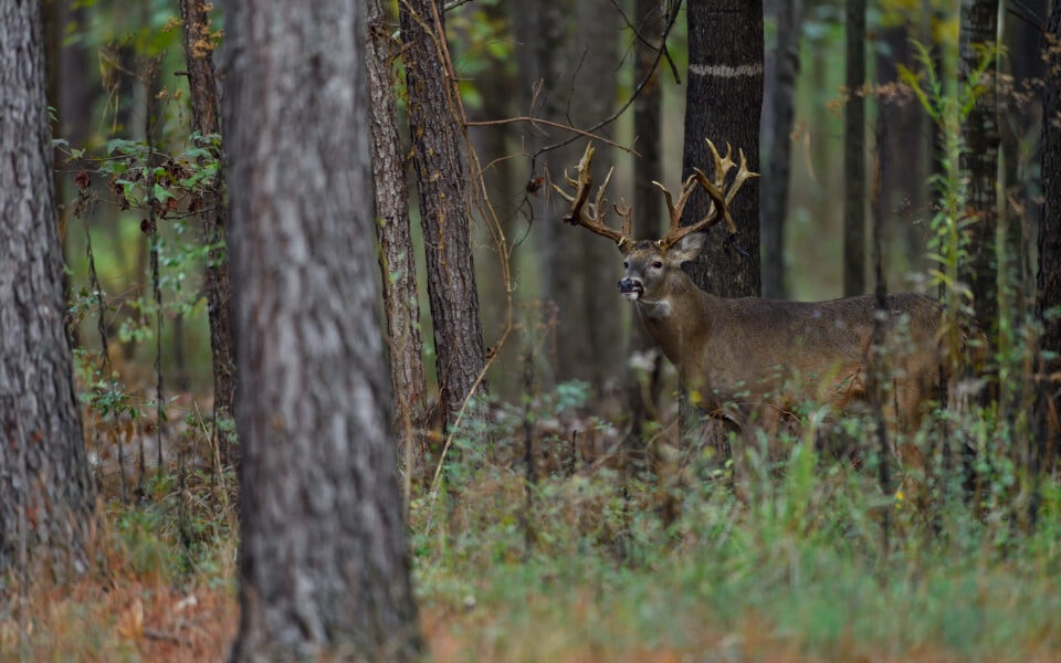 genetic-facts-about-whitetail-antlers