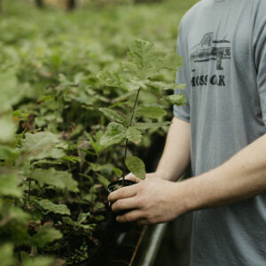 Planting Trees for Deer