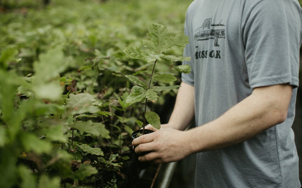 planting-trees-for-deer