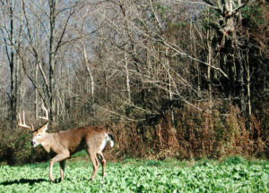 whitetail-buck-in-brassicas