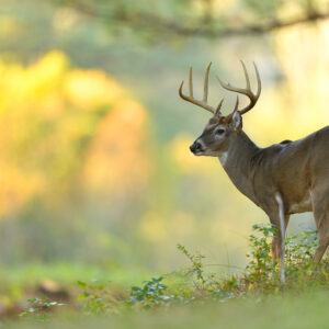 Aging Deer Using Jawbone Analysis