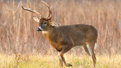 characteristics-of-whitetail-deer-antlers