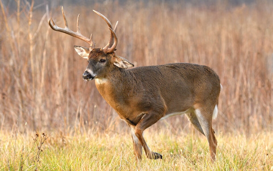 characteristics-of-whitetail-deer-antlers