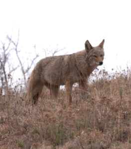 coyote