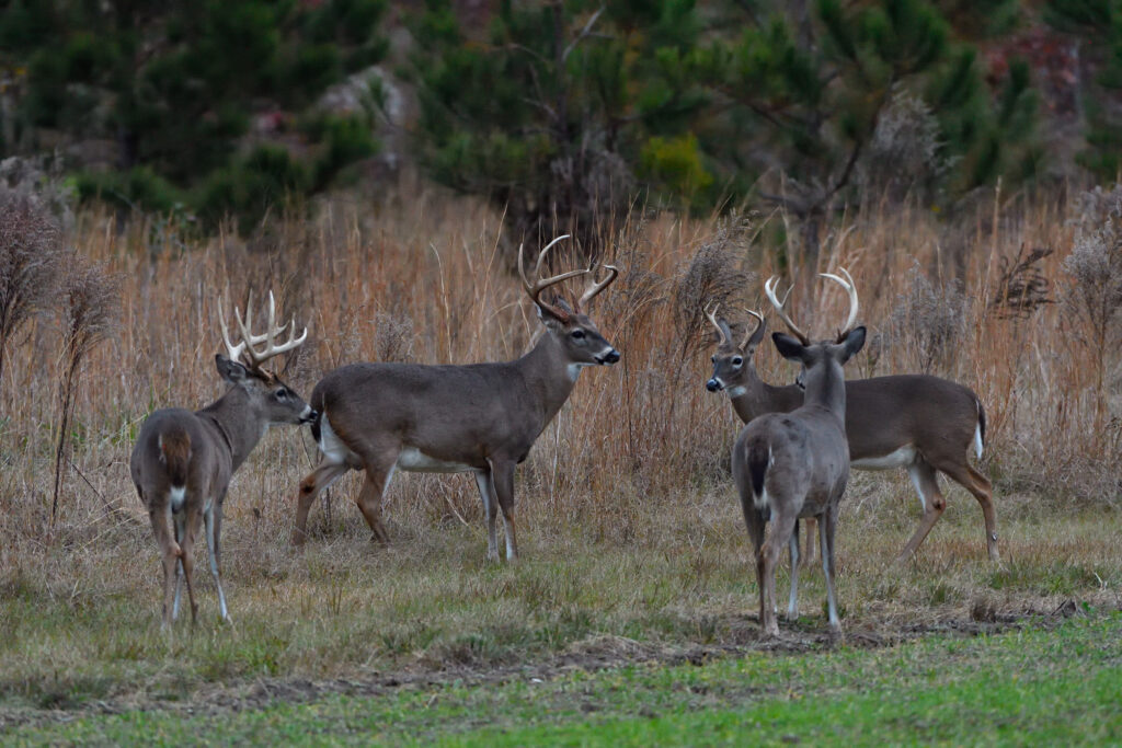 deer-population