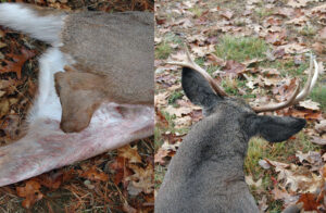 injuries influence antler growth