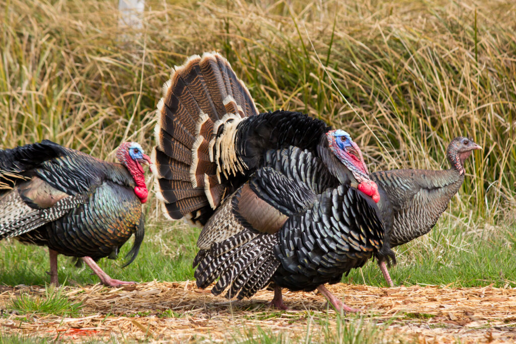 wild turkey population