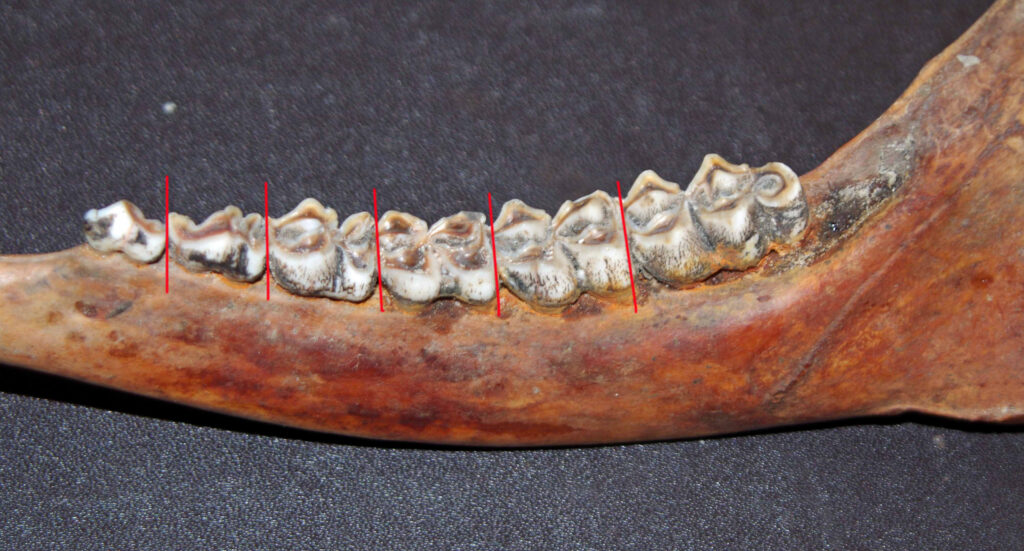 aging deer using jawbone analysis