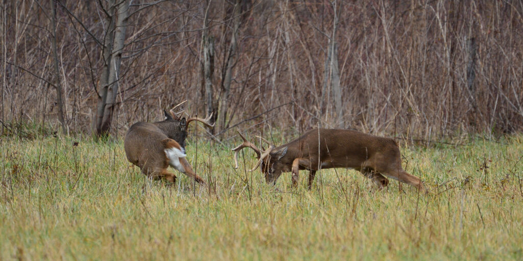 using-antlers-to-fight