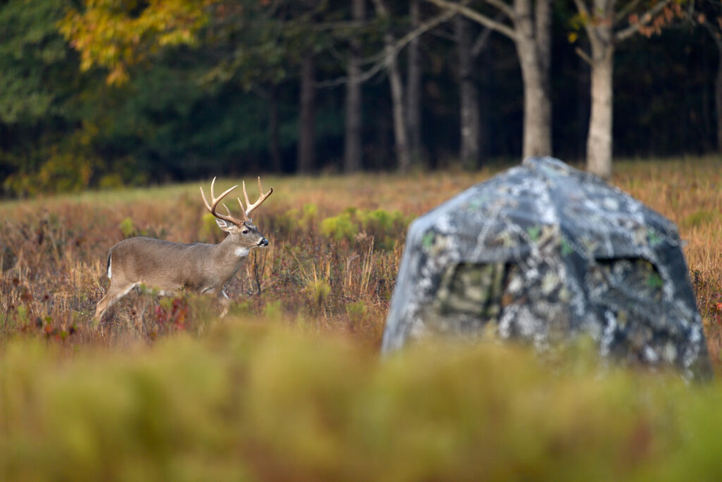 whitetail-deer-near-hunting-blind