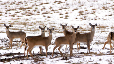 wildlife-population-dynamics