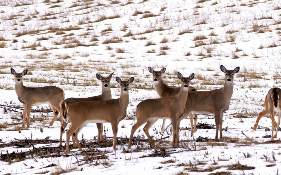 wildlife-population-dynamics