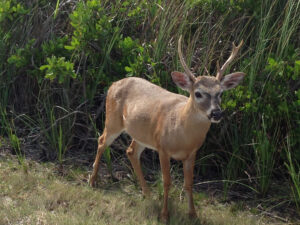 Key-deer