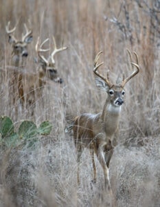 Texas-whitetails