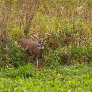 White-Tailed Deer Facts