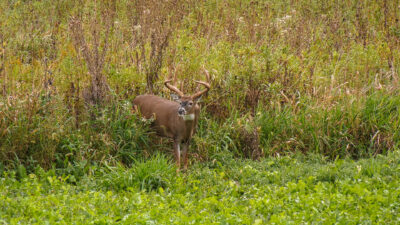 White-Tailed-Deer-Facts