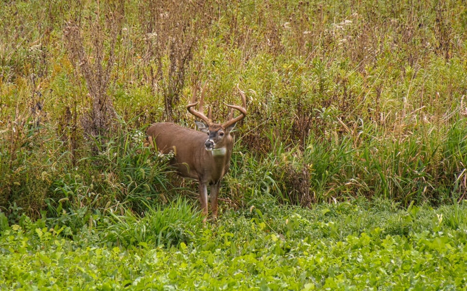 White-Tailed-Deer-Facts