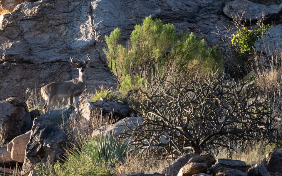 White-Tailed-Deer-Subspecies