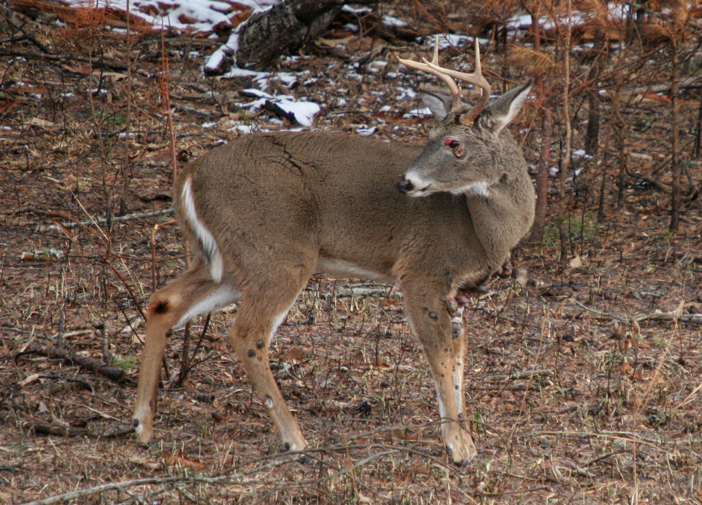 deer-disease