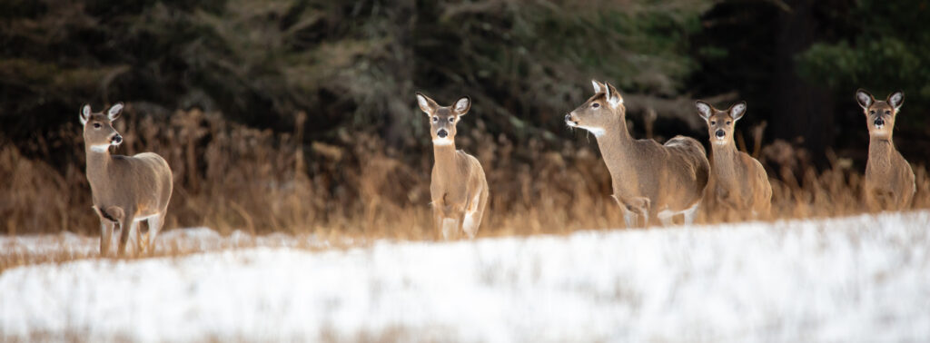 deer in snow