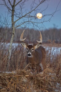 moon phases and whitetail movement