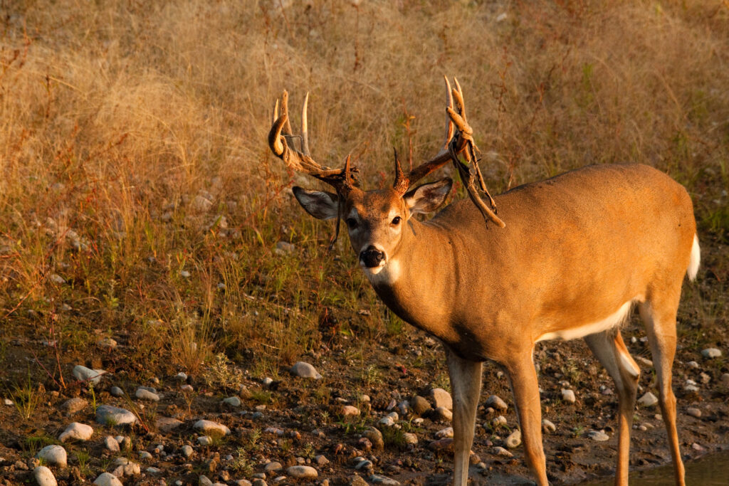 northern-woodland-whitetail