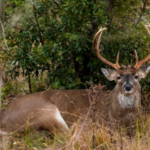 Predicting Whitetail Movement