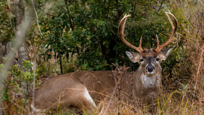 predicting whitetail movement