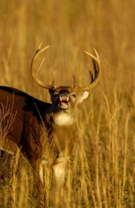 white-tailed deer lip-curl