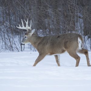 Helping Your Whitetails Through Winter