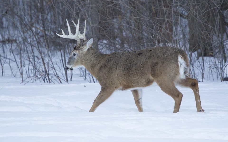 whitetail buck in snow