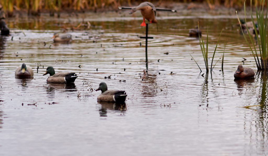 setting up duck decoys