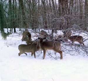 deer browsing on maple