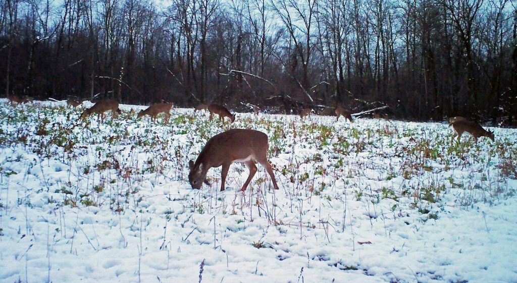 whitetails-feeding-on-winter-brassicas