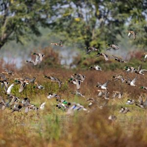 Amazing Waterfowl Adaptations