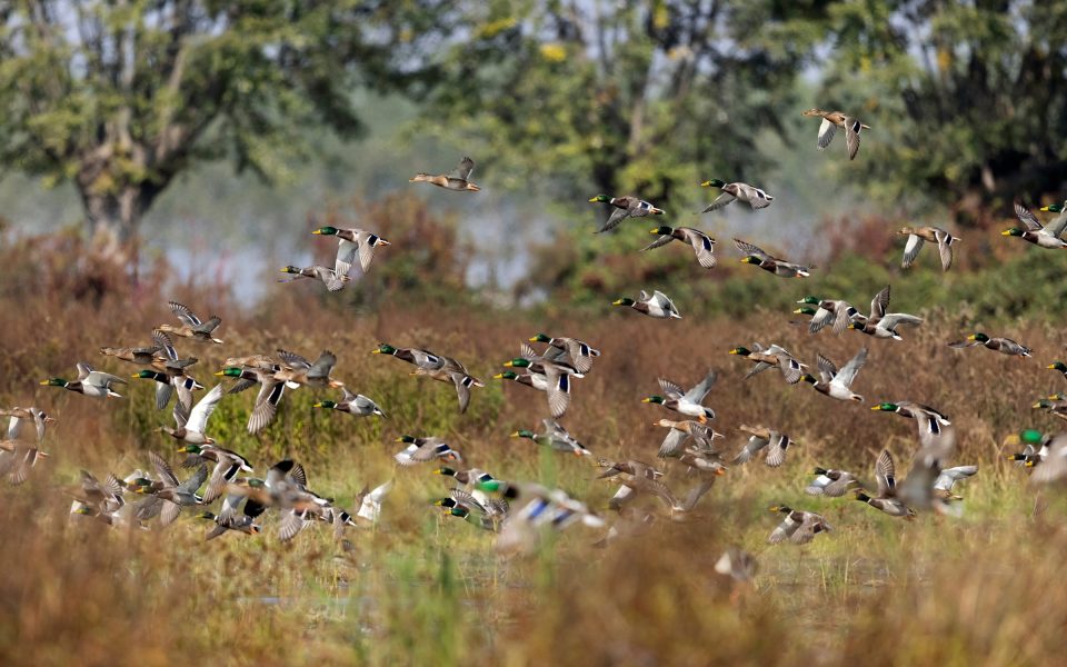 amazing-waterfowl-adaptations