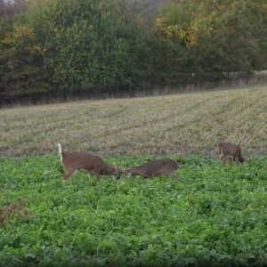 How Many food Plots Do I Need?