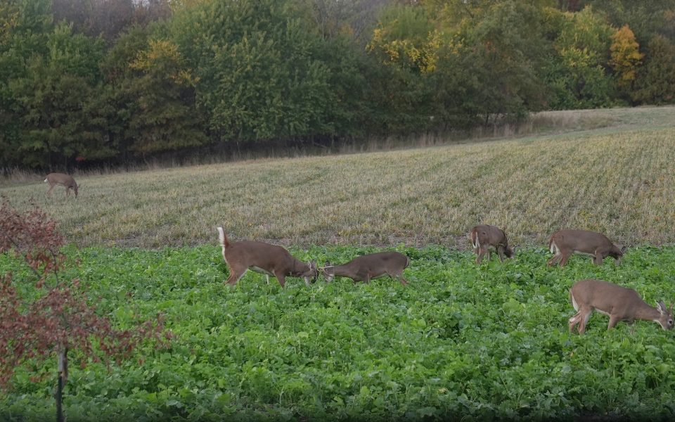 how many food plots do i need