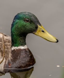 mallard