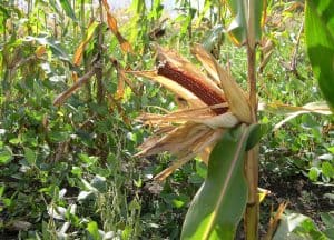 Beans-and-corn-getting-eaten-by-deer