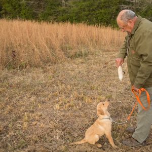 Training Your Pup to Work Past Barriers