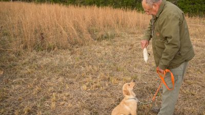 Training-Your-Pup-to-Work-Past-Barriers