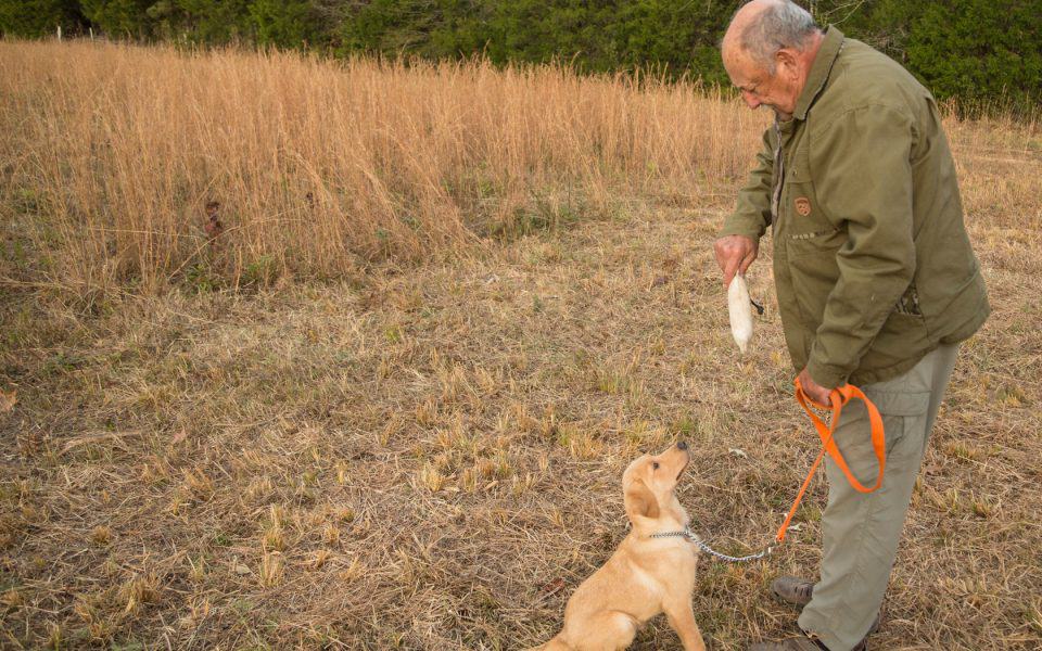 Training-Your-Pup-to-Work-Past-Barriers