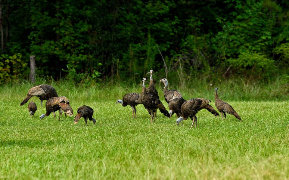 Turkeys in field