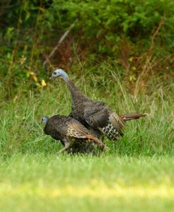 hen-turkey